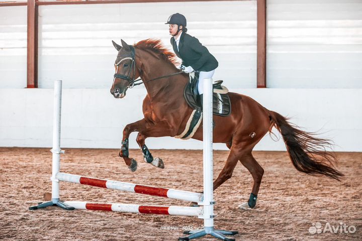 Тренировки по конному спорту и верховой езде