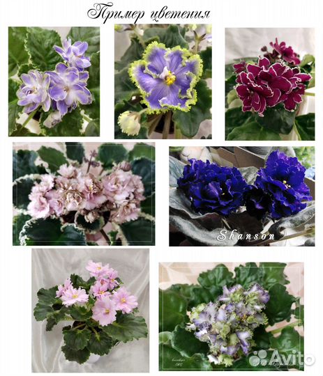 Листики фиалок