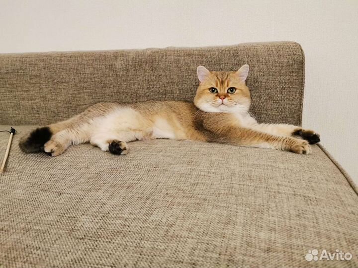 Вязка Британская золотая шиншилла