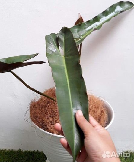 Комнатные растения цветы