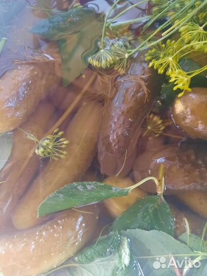 Квашенная капуста, солёные огурцы, свёкла