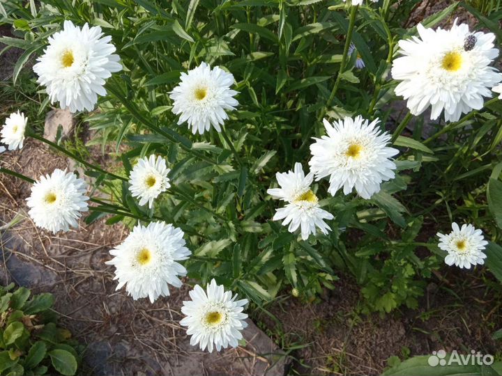 Многолетники