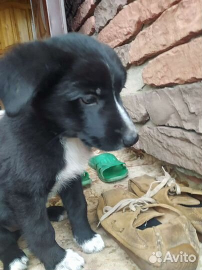 Кутенок с доставкой