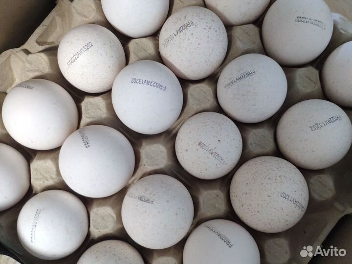 Инкубационное яйцо бройлера, индейки и уток