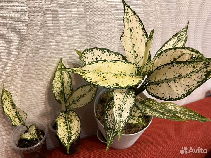 Аглаонема ферст даймонд детки