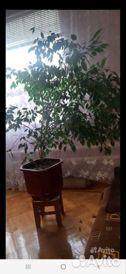 Бенджамина