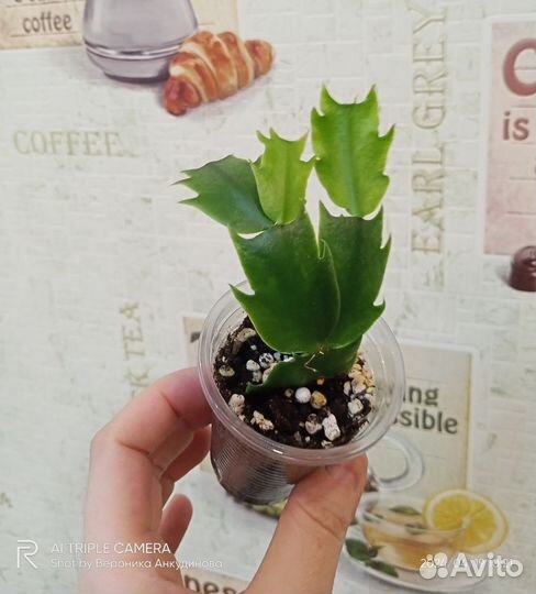 Декабрист белый