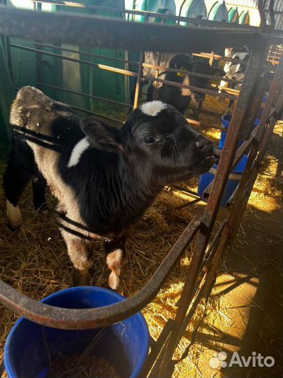 Телята бычки племенные с доставкой