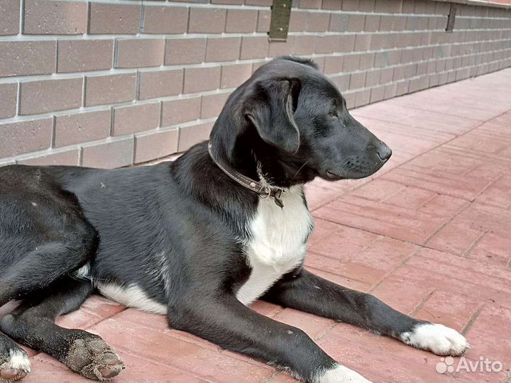 Щенок кобель милашка