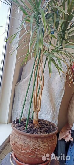 Комнатные цветы