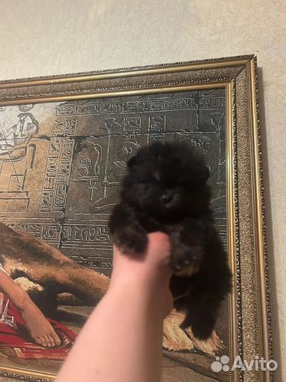 Супер мини мишки