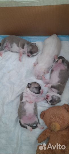 Щенки чихуа