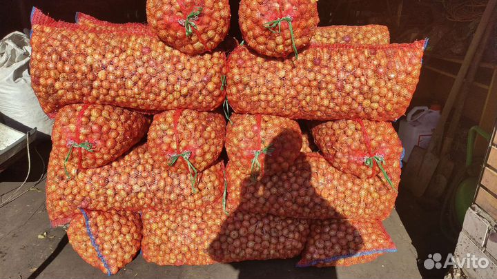 Выборка лука-севка