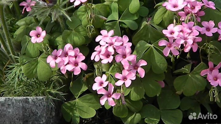 Кислица Розовая (оксалис)