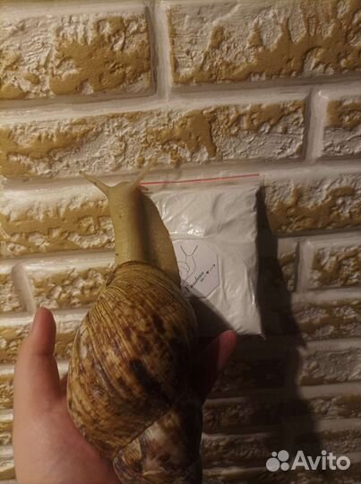 Кальцесмесь для улитки