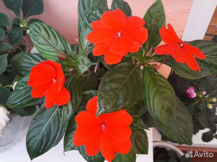 Бальзамин Новогвинейский