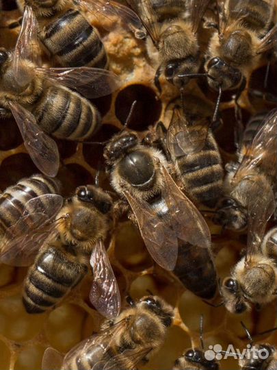 Пчеломатки бакфаст карника