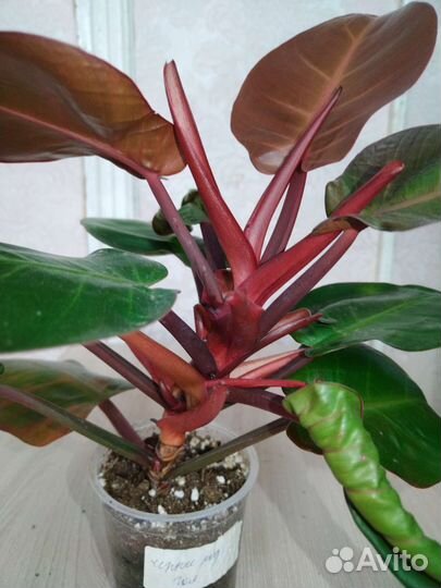 Филодендрон