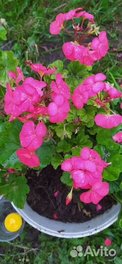 Пеларгония(герань)