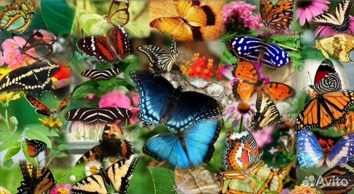 Свадебный Салют из Тропических Бабочек с/б-50