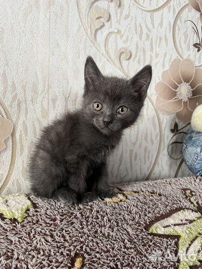 Кошка