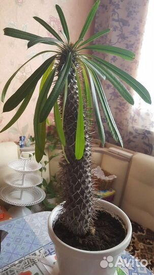 Пахиподиум