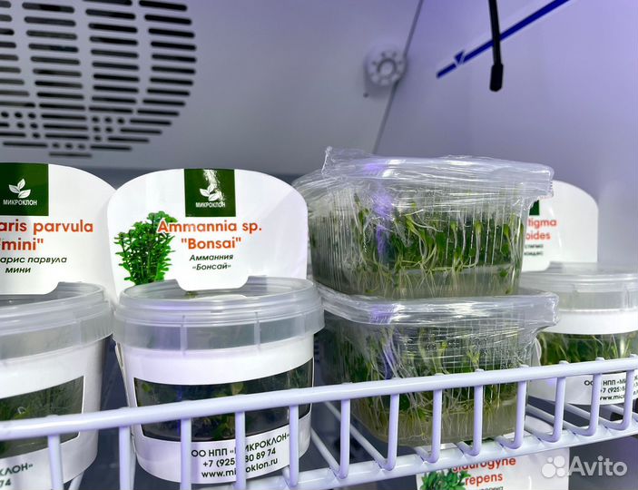 Меристемные растения