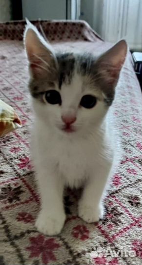 Славная малышка ищет дом