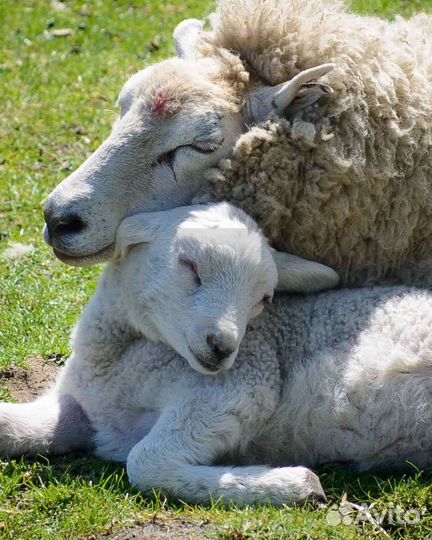 Молодые ярки