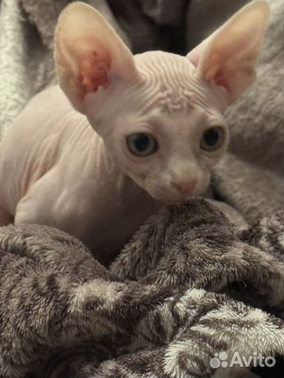 Канадский сфинкс девочка