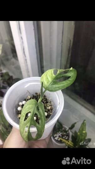 Монстера адансона вар