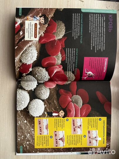 Энциклопедия для детей