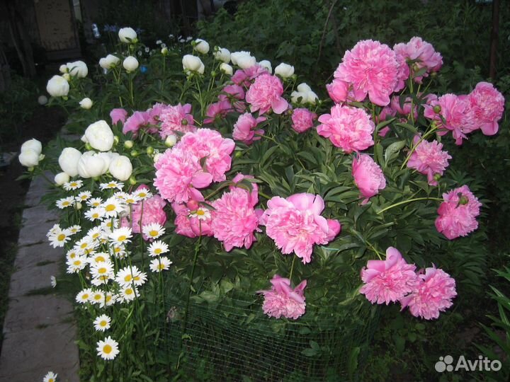 Многолетние растения для сада. Хосты и пионы