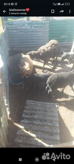 Овцы бараны