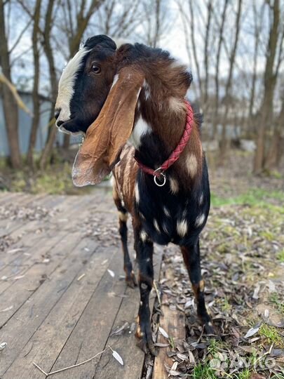 Козел для вязки