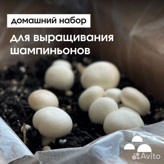 Набор для выращивания шампиньонов. Грибница
