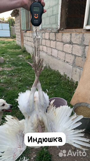 Индюшата подрощенные