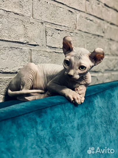 Котята эльфы