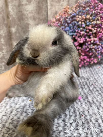 Декоративные вислоухие кролики