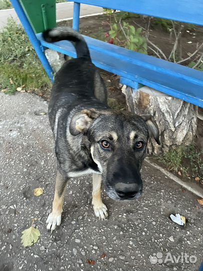 Собака в добрые руки