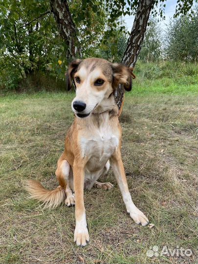 Маленькая собака выживает в приюте