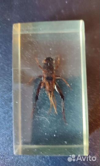 Насекомые коллекция