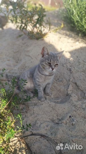 Кошки в добрые руки