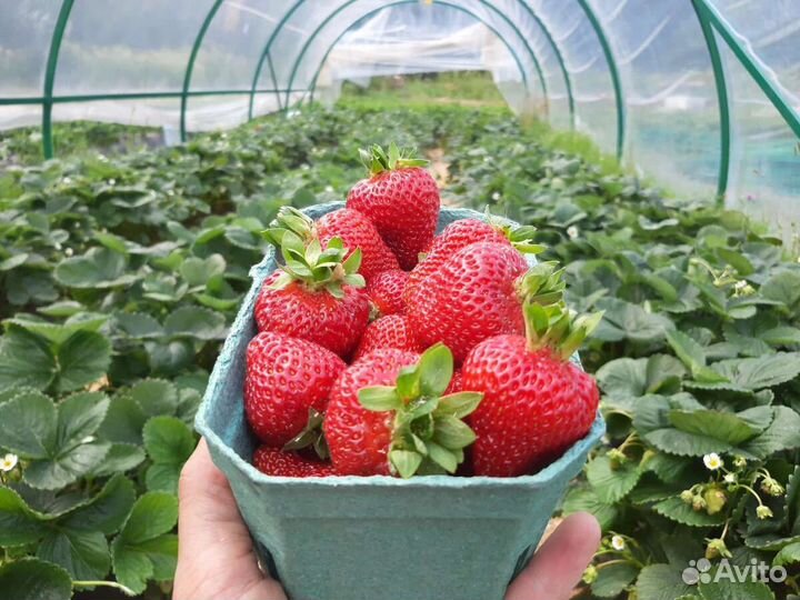 Рассада клубника Альбион