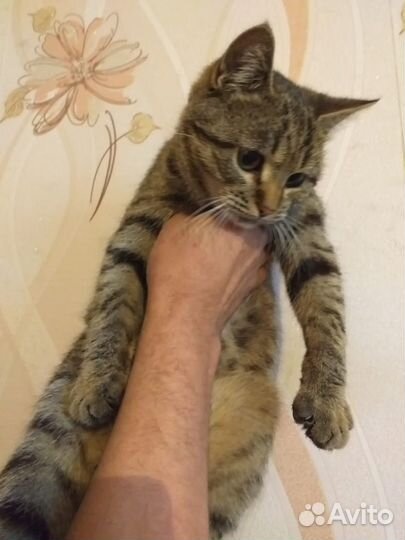 Молодой котик