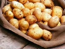 Вахта за смену 3500 / Упаковка картофеля и овощей