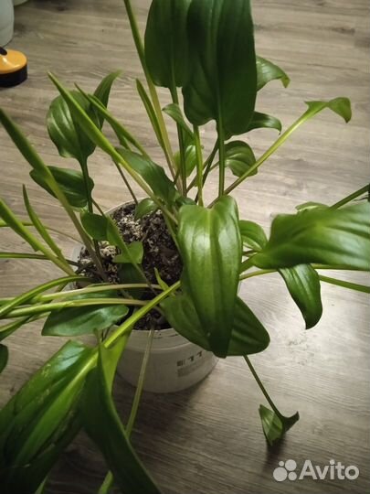 Комнатные цветы кливия и другие цветы