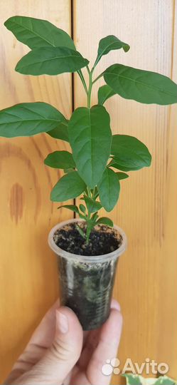 Гибискус липолистный, паслён, гинура вар. и другие