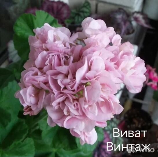 Виват Винтаж, Rosebud Supreme пеларгонии