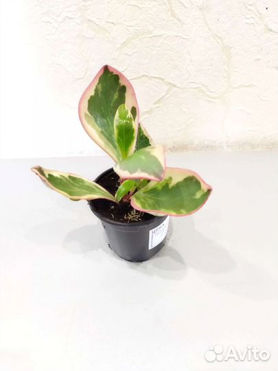 Пеперомия Елли